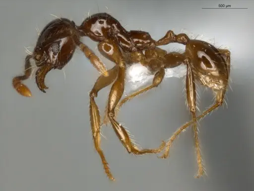 Pheidole mamore specimen ECOFOG-MI15-0359-10 image ecofog-mi15-0359-10_3