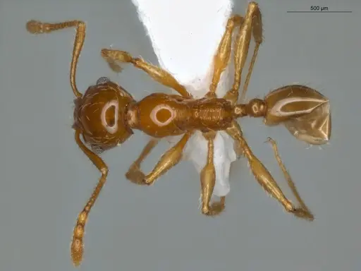 Pheidole mamore specimen ECOFOG-OI17-0207-05 image ecofog-oi17-0207-05_1