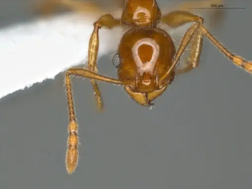 Pheidole mamore specimen ECOFOG-OI17-0207-05 image ecofog-oi17-0207-05_2