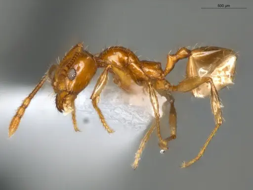 Pheidole mamore specimen ECOFOG-OI17-0207-05 image ecofog-oi17-0207-05_3
