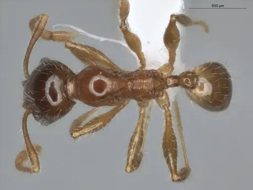 Pheidole mamore specimen ECOFOG-OI17-0234-05 image ecofog-oi17-0234-05_1