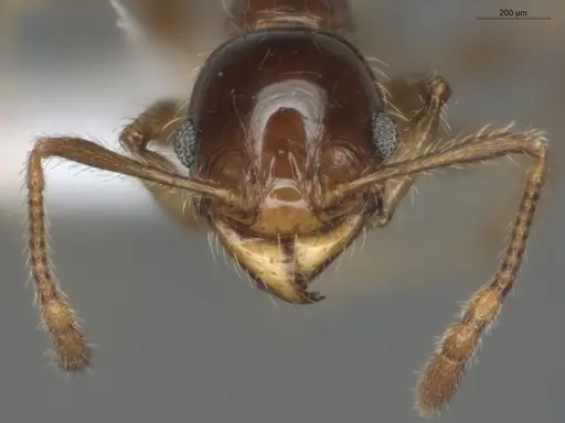 Pheidole mamore specimen ECOFOG-OI17-0234-05 image ecofog-oi17-0234-05_2