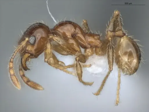 Pheidole mamore specimen ECOFOG-OI17-0234-05 image ecofog-oi17-0234-05_3