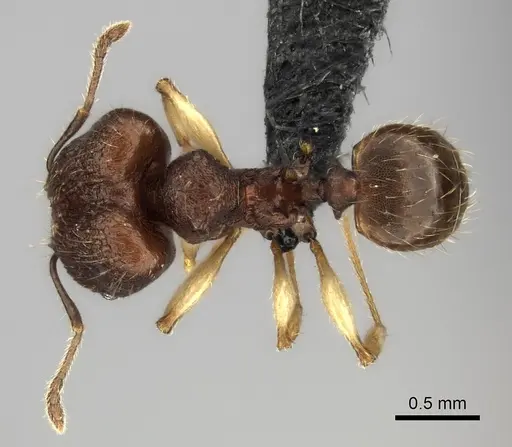 Pheidole manantenensis specimen CASENT0038921 image casent0038921_1