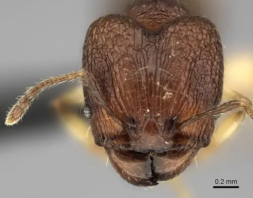 Pheidole manantenensis specimen CASENT0038921 image casent0038921_2