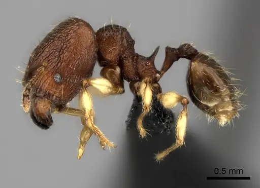 Pheidole manantenensis specimen CASENT0038921 image casent0038921_3