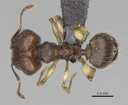 Pheidole manantenensis specimen CASENT0068456 image casent0068456_1