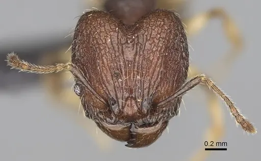 Pheidole manantenensis specimen CASENT0068456 image casent0068456_2