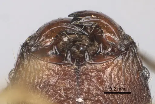 Pheidole manantenensis specimen CASENT0068456 image casent0068456_3