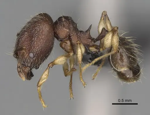 Pheidole manantenensis specimen CASENT0068456 image casent0068456_4