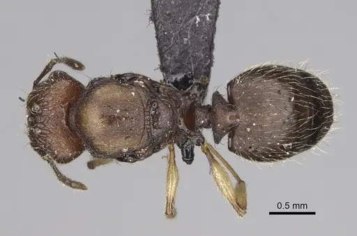Pheidole manantenensis specimen CASENT0068457 image casent0068457_1