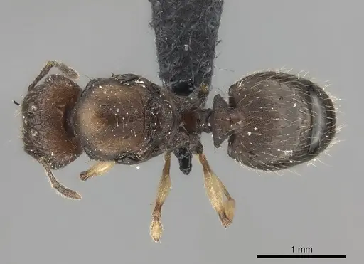 Pheidole manantenensis specimen CASENT0068457 image casent0068457_2