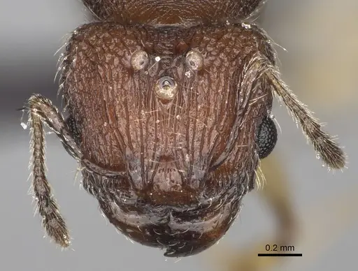 Pheidole manantenensis specimen CASENT0068457 image casent0068457_3