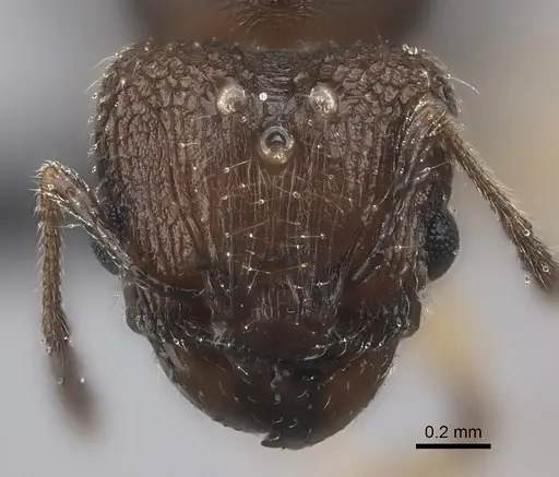 Pheidole manantenensis specimen CASENT0068457 image casent0068457_4