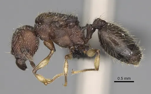Pheidole manantenensis specimen CASENT0068457 image casent0068457_5