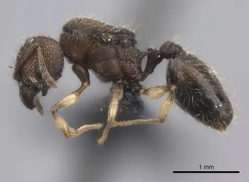Pheidole manantenensis specimen CASENT0068457 image casent0068457_6