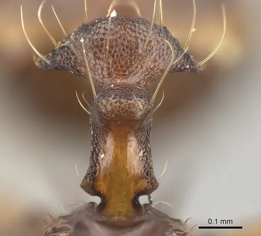 Pheidole manantenensis specimen CASENT0208965 image casent0208965_1