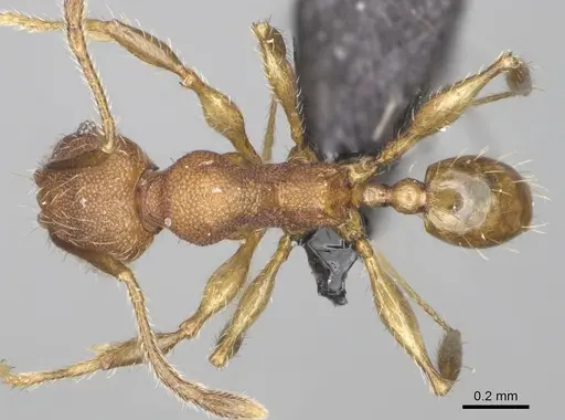 Pheidole manantenensis specimen CASENT0923218 image casent0923218_1