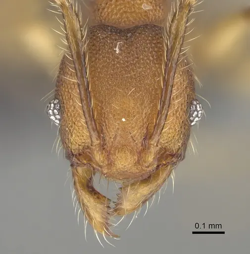 Pheidole manantenensis specimen CASENT0923218 image casent0923218_2