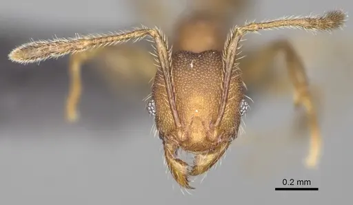 Pheidole manantenensis specimen CASENT0923218 image casent0923218_3