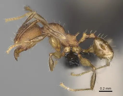 Pheidole manantenensis specimen CASENT0923218 image casent0923218_4