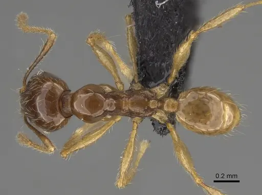 Pheidole manantenina specimen CASENT0487100 image casent0487100_1