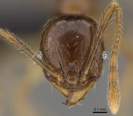 Pheidole manantenina specimen CASENT0487100 image casent0487100_2