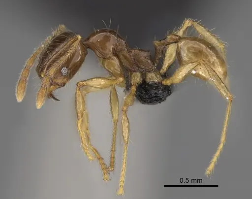 Pheidole manantenina specimen CASENT0487100 image casent0487100_3