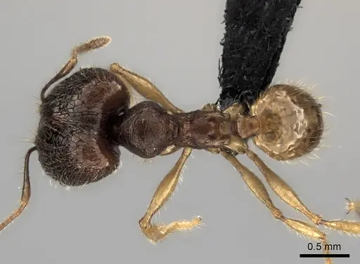 Pheidole manantenina specimen CASENT0487153 image casent0487153_1