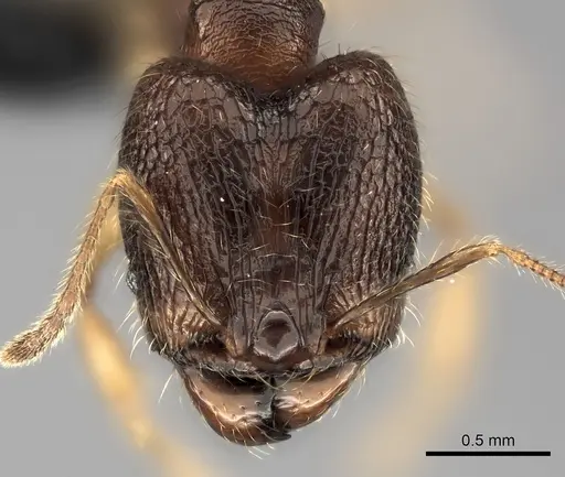 Pheidole manantenina specimen CASENT0487153 image casent0487153_2