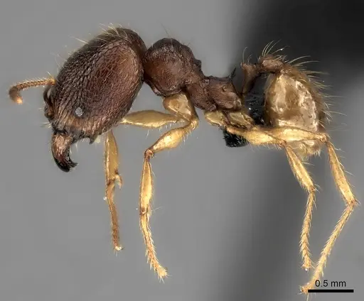 Pheidole manantenina specimen CASENT0487153 image casent0487153_3