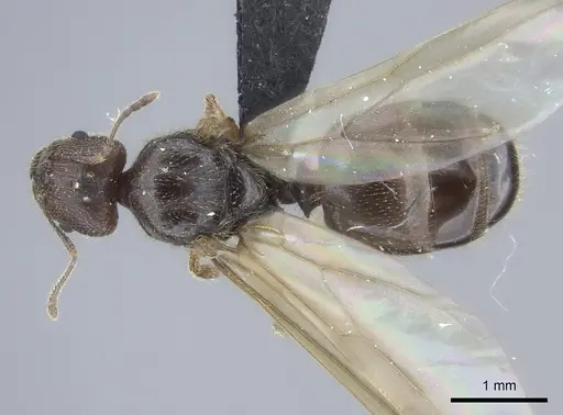 Pheidole manantenina specimen CASENT0487181 image casent0487181_1