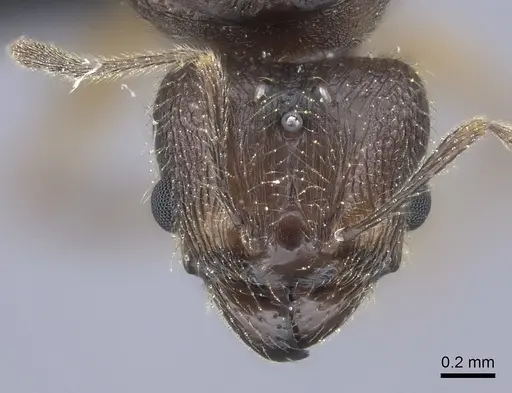 Pheidole manantenina specimen CASENT0487181 image casent0487181_2
