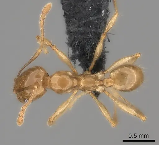 Pheidole manantenina specimen CASENT0487184 image casent0487184_1