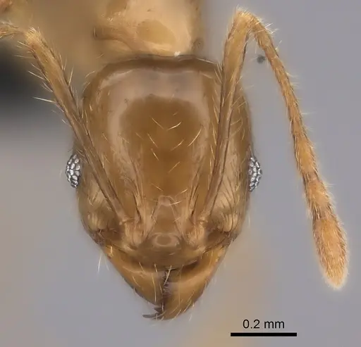 Pheidole manantenina specimen CASENT0487184 image casent0487184_2
