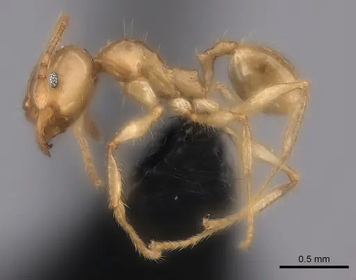Pheidole manantenina specimen CASENT0487184 image casent0487184_3
