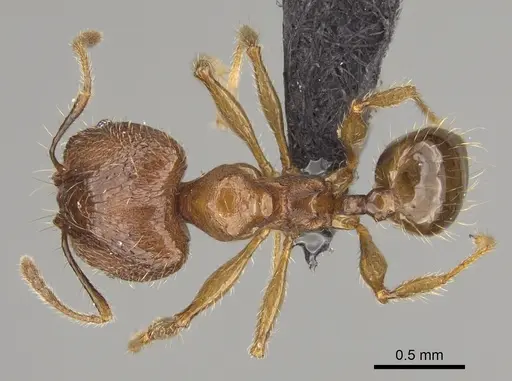 Pheidole manantenina specimen CASENT0809555 image casent0809555_1