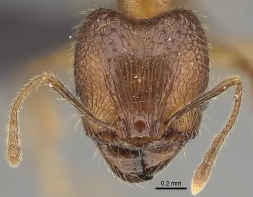 Pheidole manantenina specimen CASENT0809555 image casent0809555_2