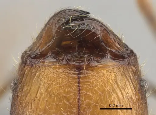 Pheidole manantenina specimen CASENT0809555 image casent0809555_3