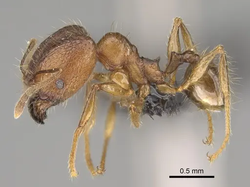 Pheidole manantenina specimen CASENT0809555 image casent0809555_4