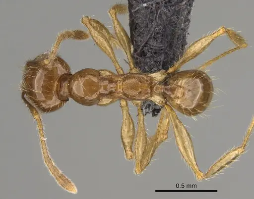Pheidole manantenina specimen CASENT0923287 image casent0923287_1