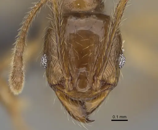 Pheidole manantenina specimen CASENT0923287 image casent0923287_2