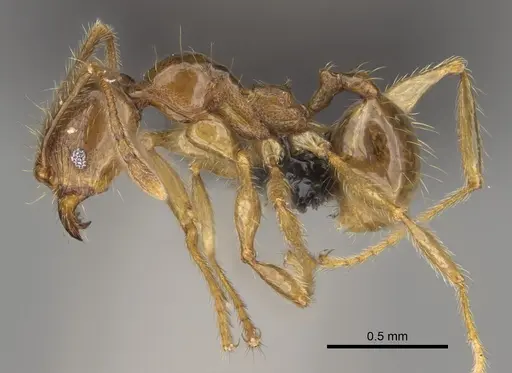 Pheidole manantenina specimen CASENT0923287 image casent0923287_3