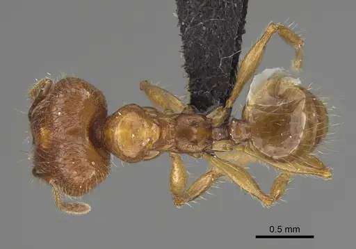 Pheidole manantenina specimen CASENT0923299 image casent0923299_1
