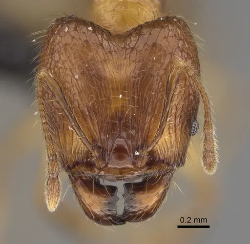 Pheidole manantenina specimen CASENT0923299 image casent0923299_2