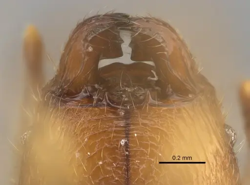 Pheidole manantenina specimen CASENT0923299 image casent0923299_3