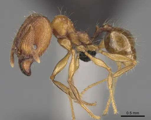 Pheidole manantenina specimen CASENT0923299 image casent0923299_4