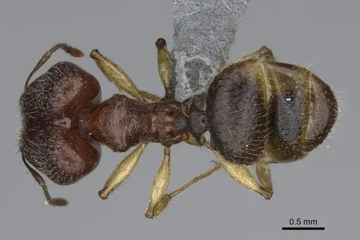 Pheidole mantadia specimen CASENT0297006 image casent0297006_1