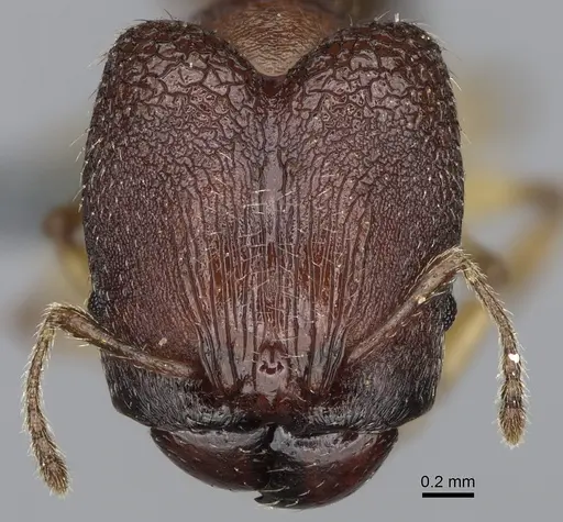 Pheidole mantadia specimen CASENT0297006 image casent0297006_2