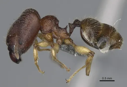 Pheidole mantadia specimen CASENT0297006 image casent0297006_4